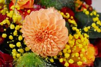 ein Bild aus dem Album